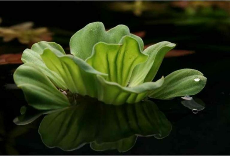 Minnesota Water Garden PlantsPond Plants Twin Cities, Minneapolis