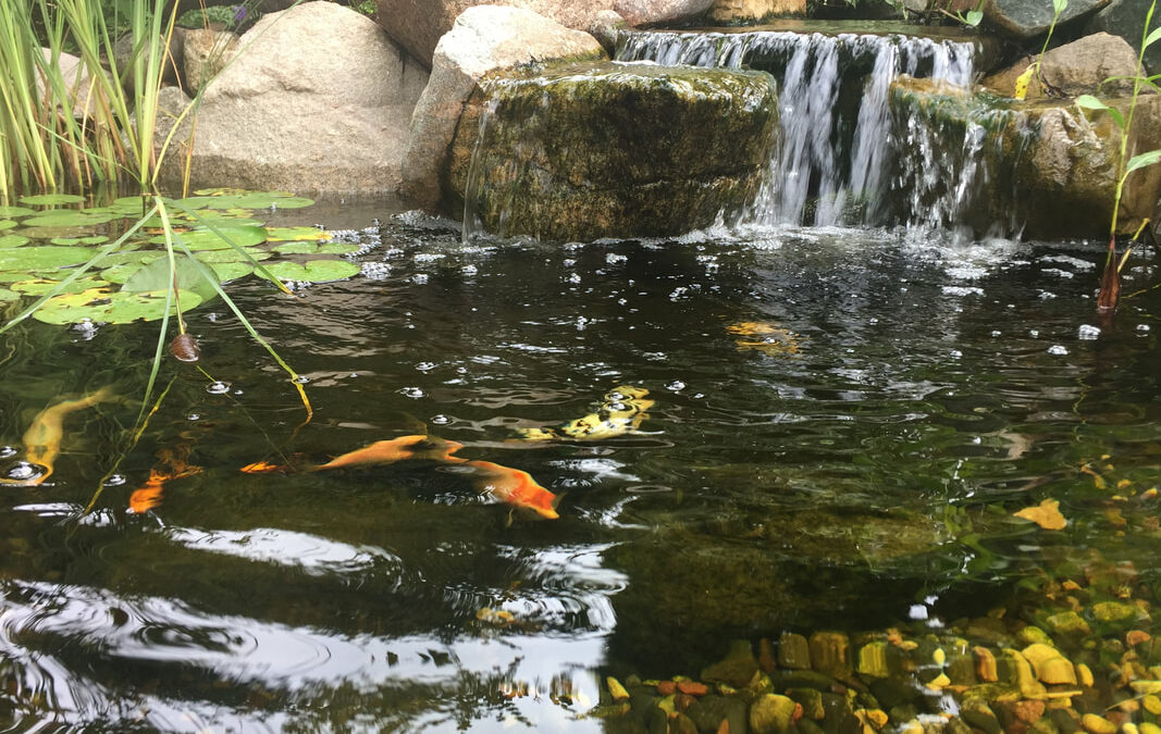 The Most Common Problems with Ponds in Minnesota