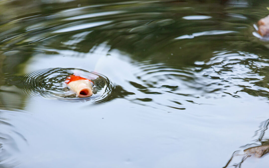 How do I care for my pond? Answers from a Minnesota contractor