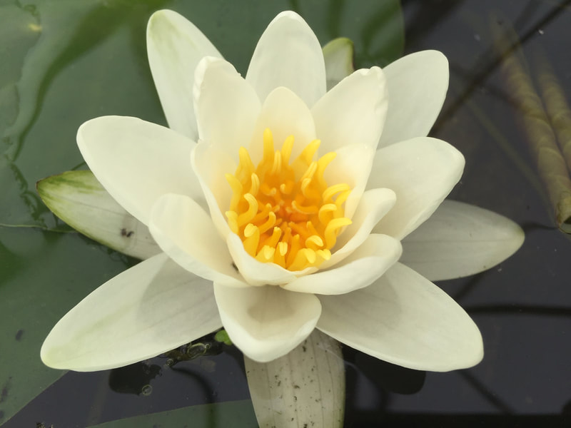 How to care for water lilies in Minnesota