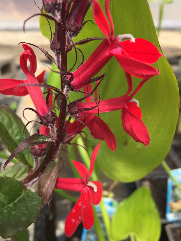 Cardinal Flower, Lobelia cardinalis Twin Cities, Minneapolis, St Paul Minnesota MN