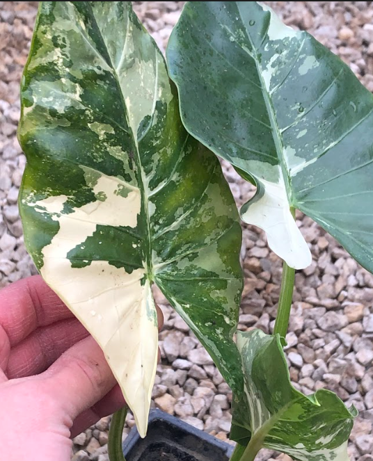 Variegated Taro Giant Variegated Taro, Alocasia odora variegata | Twin Cities ...