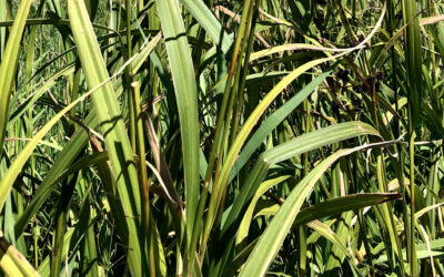 Dark Green Bulrush, Scirpus atrovirens
