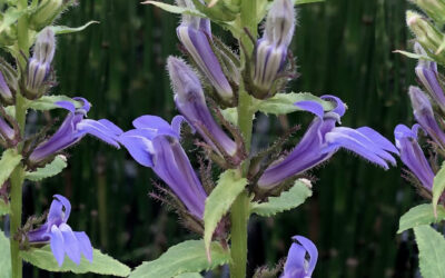Great Blue Lobelia, Lobelia siphilitica
