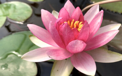 Plants for a Sunny Pond