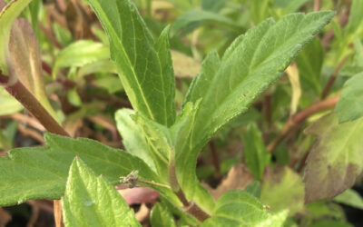 Water Zinnia, Wedelia trilobata