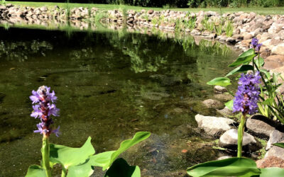 Natural/Retention Pond Care 101