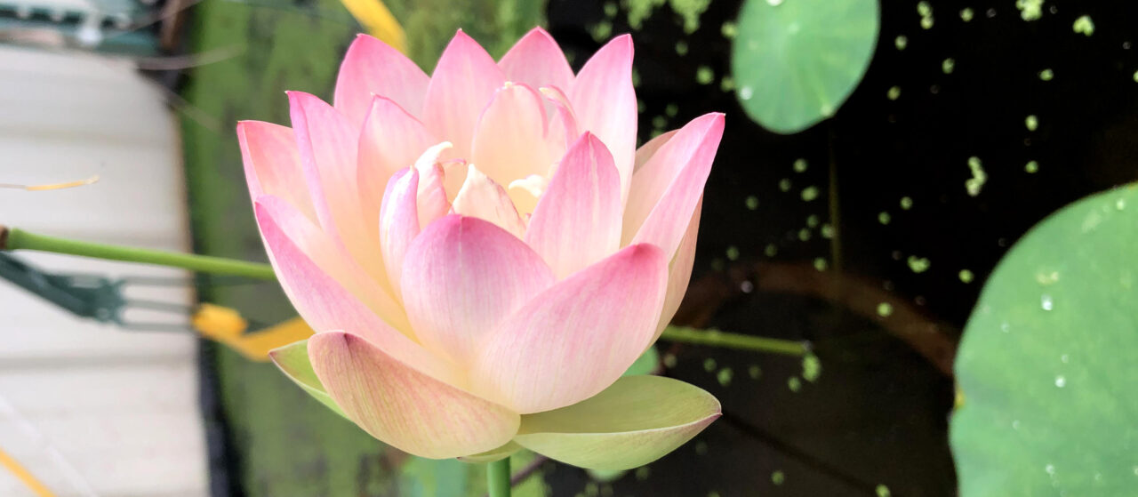 Lotus, Nelumbo sp. | Twin Cities, Minneapolis, St Paul | Minnesota | MN