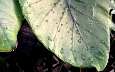 Pharaoh’s Mask Taro