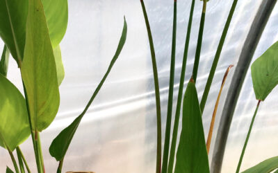 Red Stemmed Thalia, Thalia geniculata ‘Ruminoides’