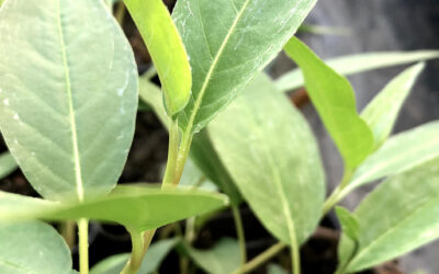 Water Smartweed, Persicaria amphibia