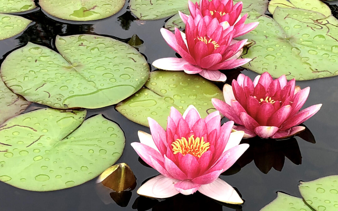 How to care for water lilies