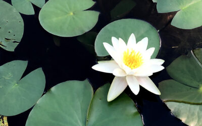 Pure White Waterlily,  Nymphaea sp.