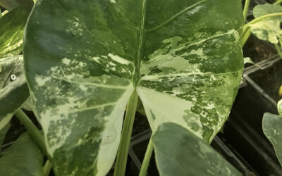 Dwarf Variegated Taro, Alocasia odora variegata