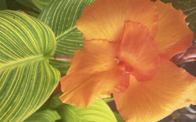 Bengal Tiger Canna Lily