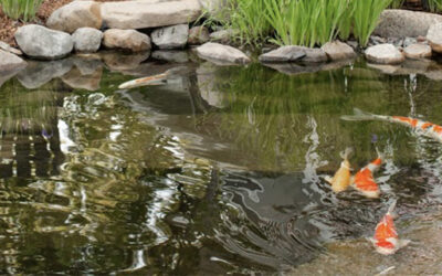 Four Common Pond and Waterfall Pump Issues We See In Minneapolis, MN