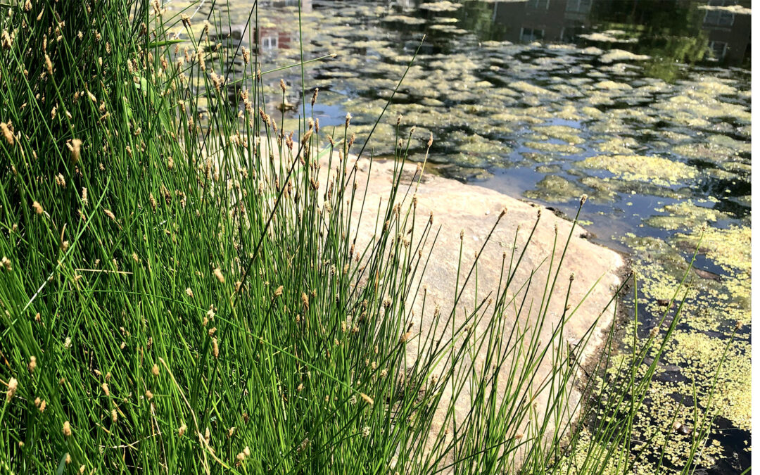 Ask Jeff: Stringy green moss growing in my pond