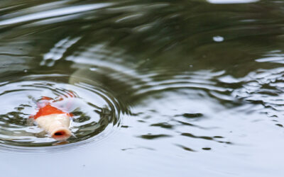 How do I find a pond leak in Minneapolis, MN?