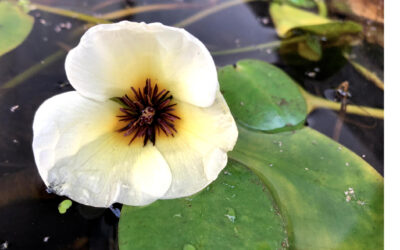 Water Poppy, Hydrocleys nymphoides