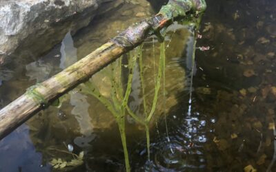 Three Quick Ways to Knock Down Pond Algae