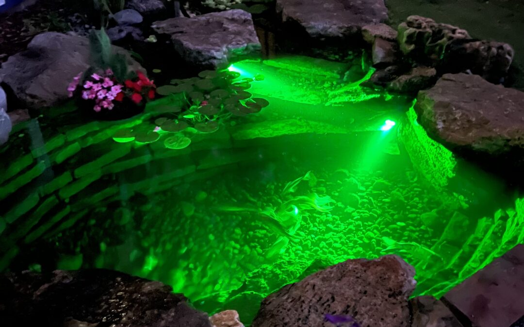 Mini Swim Pond in Corcoran, MN