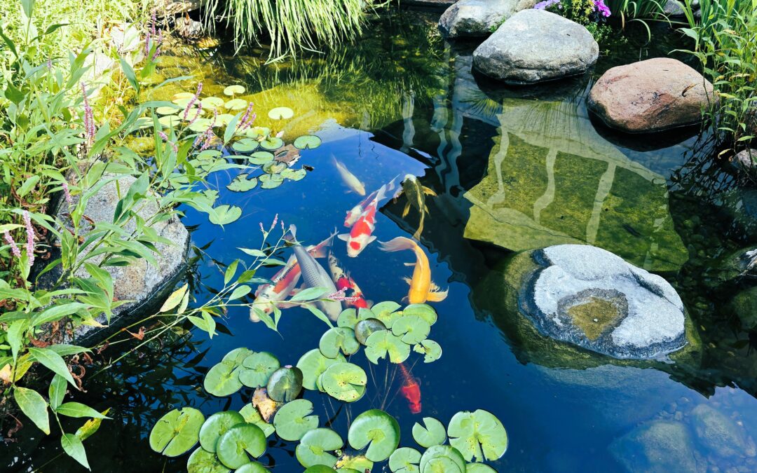 Minnesota Koi Pond with Natural Wetland