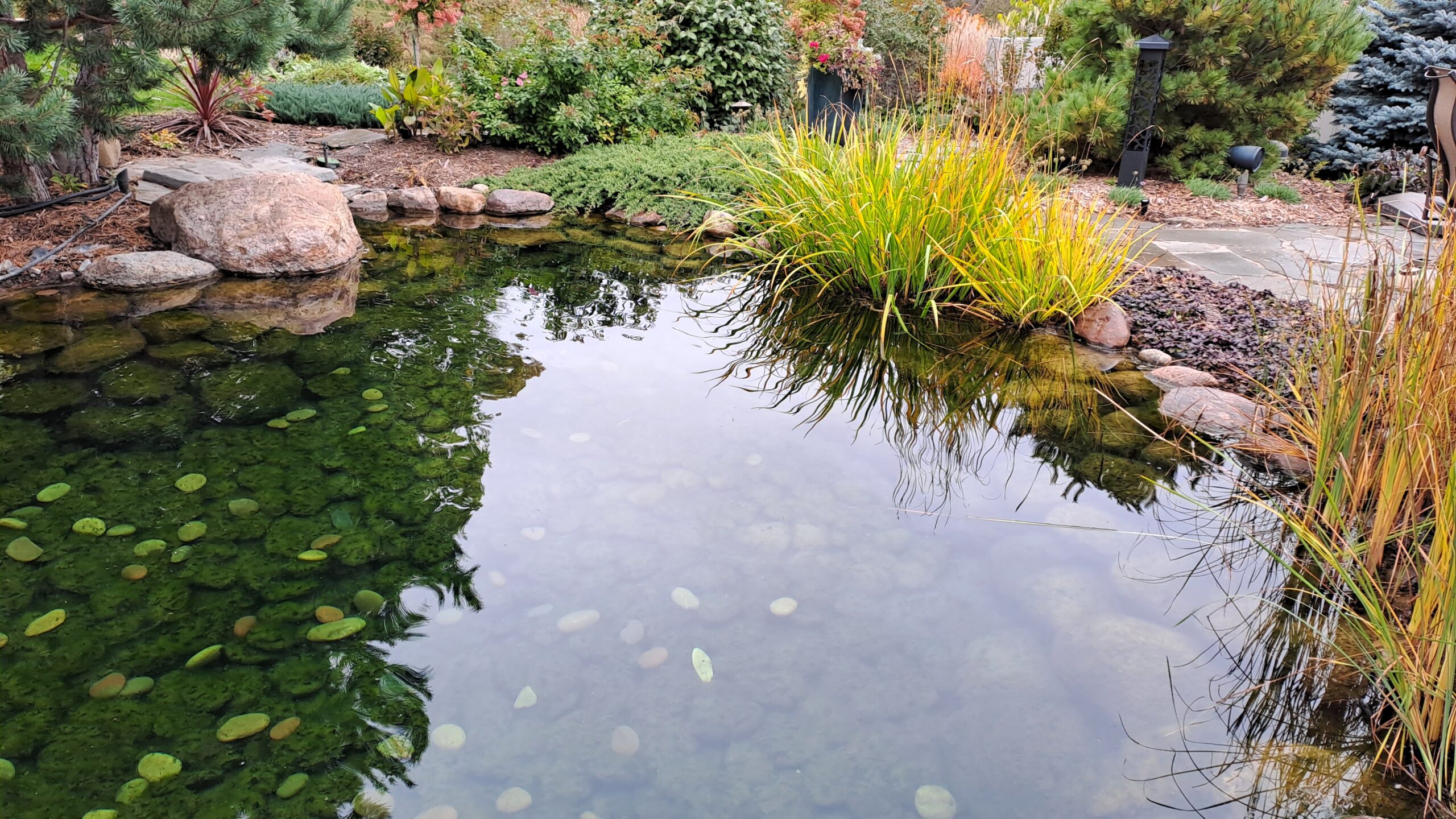 Large swimming pond with clear water, natural stone edging, and aquatic plants in landscaped backyard in Orono, Minnesota
